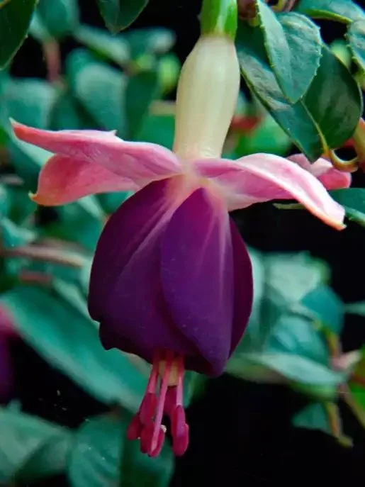 Фуксія ампельна Eva Boerg Fuchsia Єва Боерг (рослина в горщику р10, висота 25-30 см) - Зображення 4