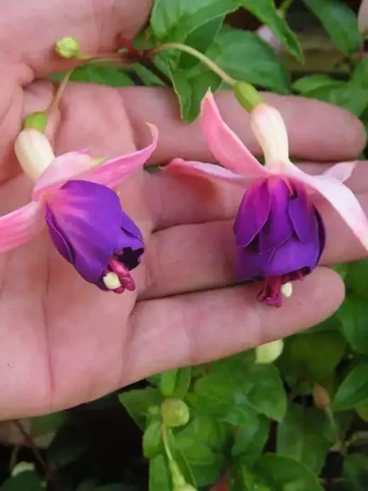 Фуксія ампельна Eva Boerg Fuchsia Єва Боерг (рослина в горщику р10, висота 25-30 см) - Зображення 3