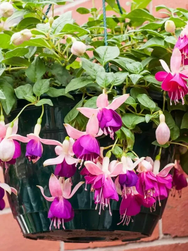 Фуксія ампельна Eva Boerg Fuchsia Єва Боерг (рослина в горщику р10, висота 25-30 см) - Зображення 2