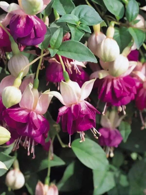 Фуксія ампельна Eva Boerg Fuchsia Єва Боерг (рослина в горщику р10, висота 25-30 см)