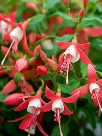 Фуксія Діва червона біла зональна Fuchsia Diva Red White (рослина в горщику р10, висота 25-30 см)