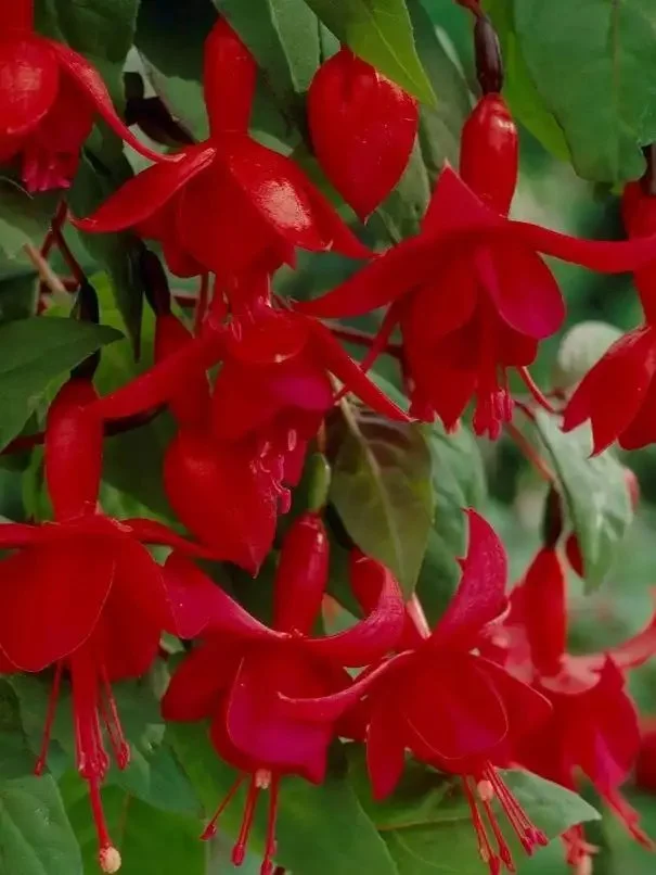 Фуксія ампельна Marinka Fuchsia Марінка (молода рослина в горщику р7, висота 15-20 см) - Зображення 5