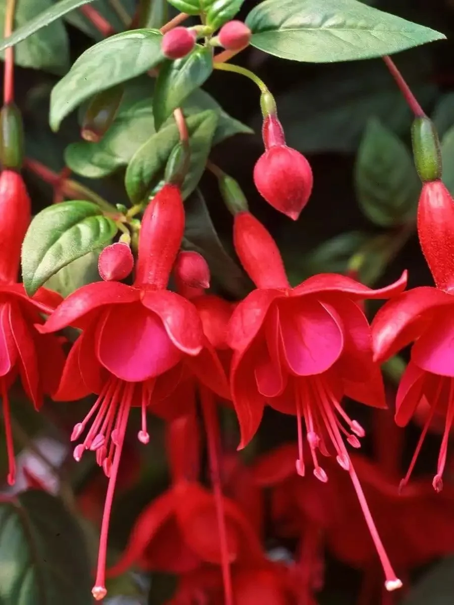 Фуксія ампельна Marinka Fuchsia Марінка (молода рослина в горщику р7, висота 15-20 см) - Зображення 2