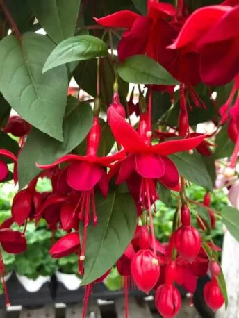 Фуксія ампельна Marinka Fuchsia Марінка (молода рослина в горщику р7, висота 15-20 см)