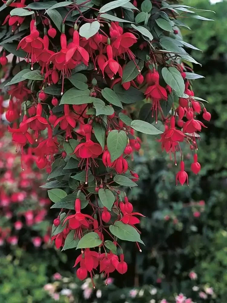 Фуксія ампельна Marinka Fuchsia Марінка (молода рослина в горщику р7, висота 15-20 см) - Зображення 6