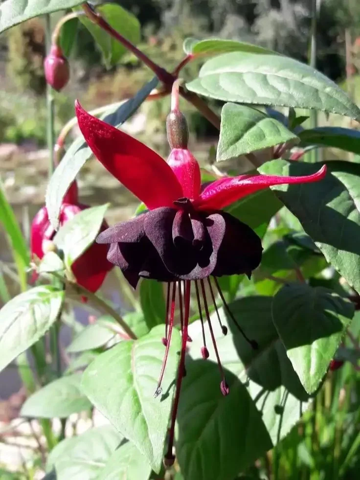 Фуксія ампельна Blacky Fuhcsia Блекі (рослина в горщику р10, висота 25-30 см) - Зображення 6