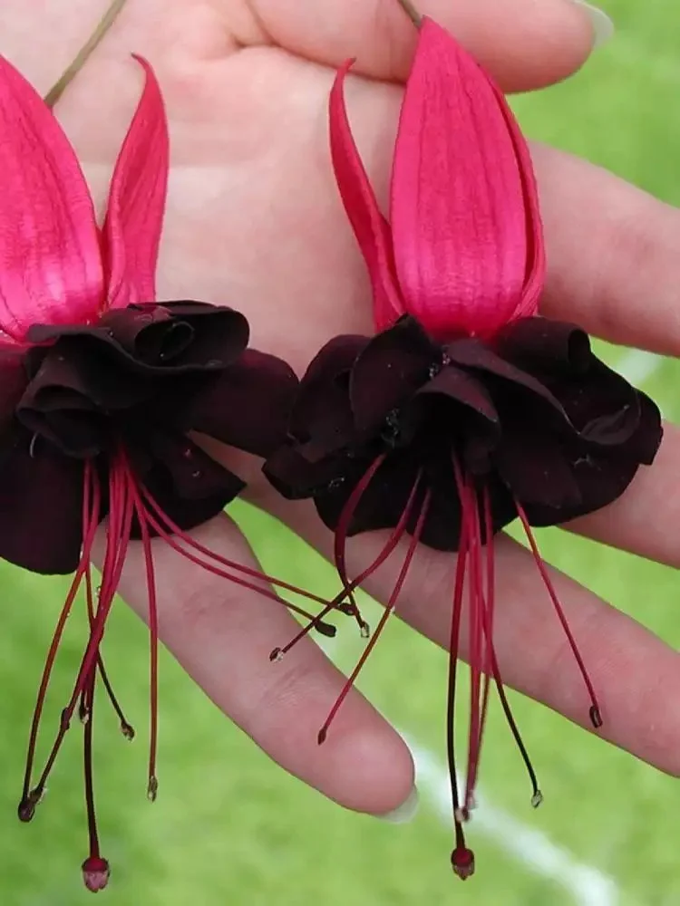 Фуксія ампельна Blacky Fuhcsia Блекі (рослина в горщику р10, висота 25-30 см) - Зображення 5