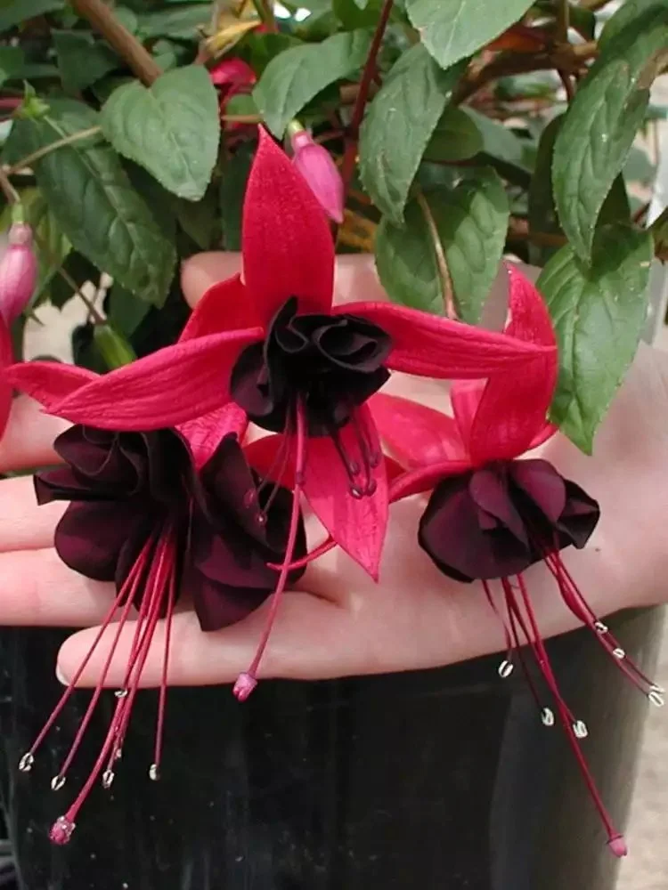 Фуксія ампельна Blacky Fuhcsia Блекі (рослина в горщику р10, висота 25-30 см) - Зображення 3