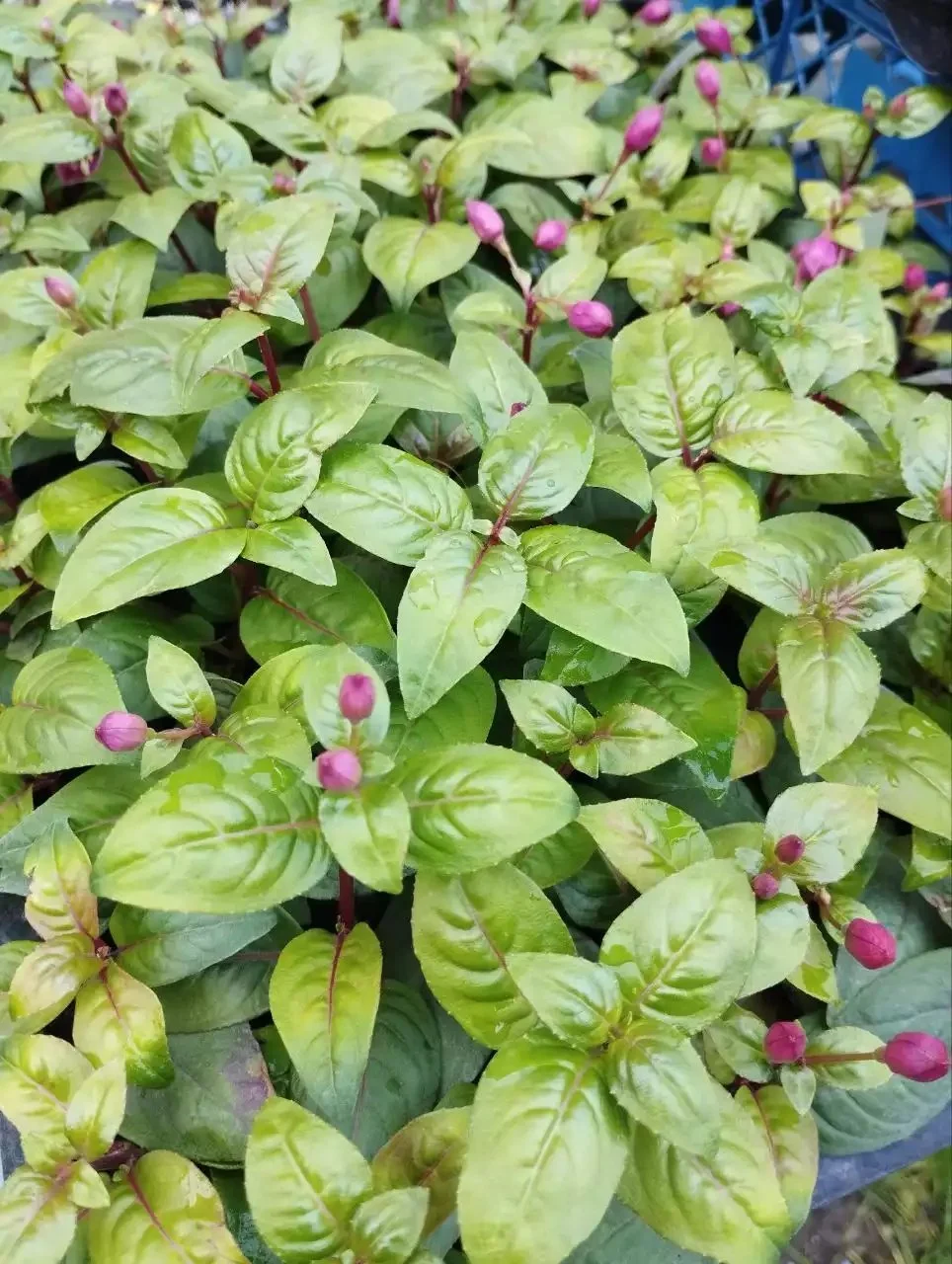 Фуксія ампельна Blacky Fuhcsia Блекі (рослина в горщику р10, висота 25-30 см) - Зображення 7