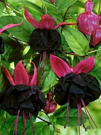 Фуксія ампельна Blacky Fuhcsia Блекі (молода рослина в горщику р7, висота 15-20 см)