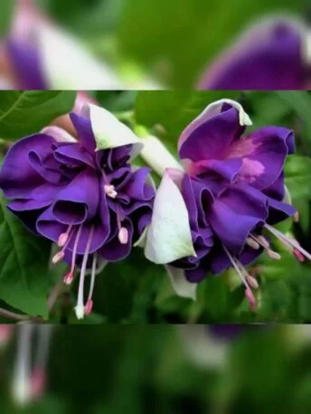 Фуксія ампельна махрова Heri Mochara Fuchsia Гері Мохара (молода рослина в горщику р10, висота 20-25 см)