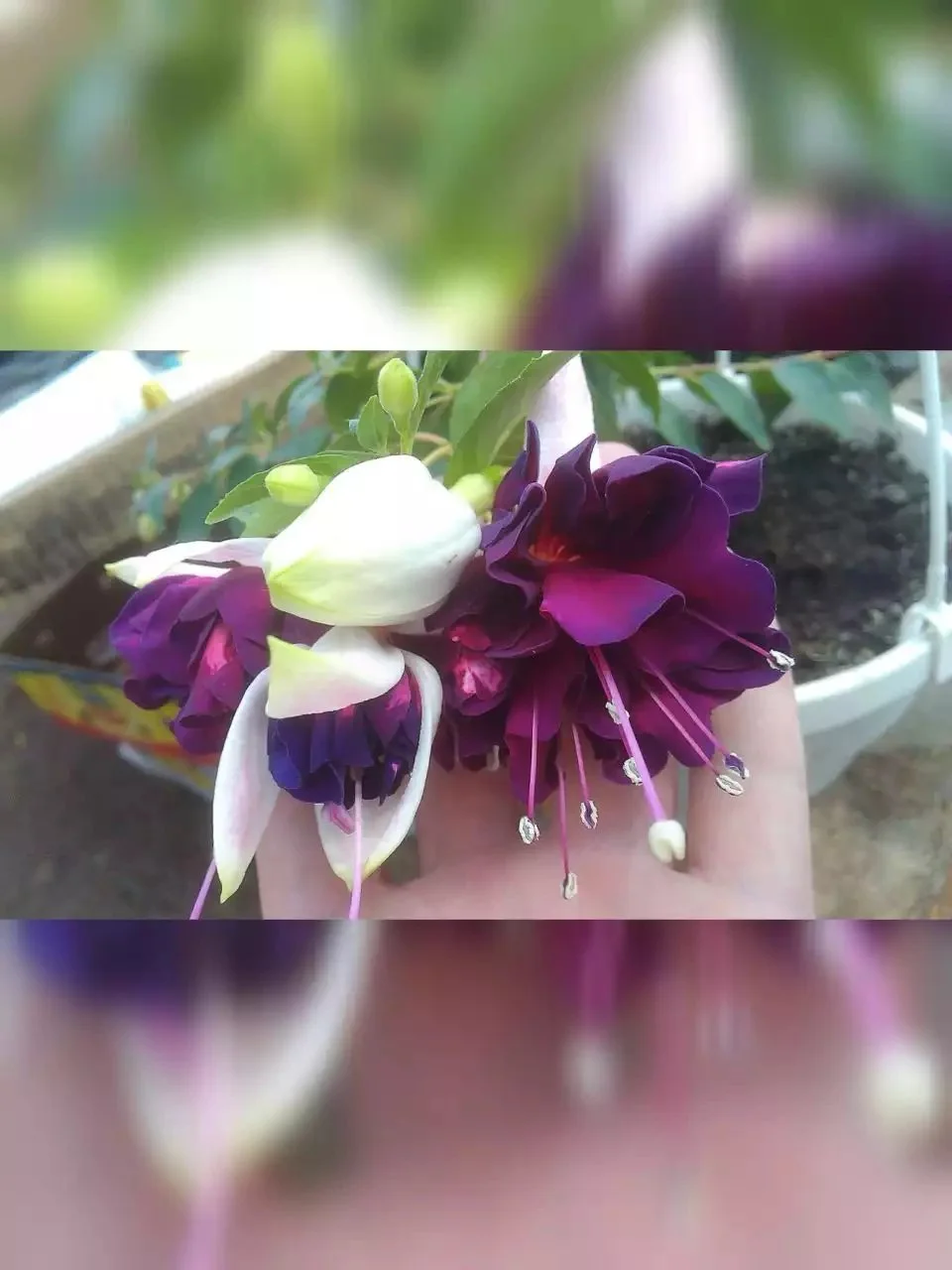 Фуксія ампельна махрова Heri Mochara Fuchsia Гері Мохара (молода рослина в горщику р10, висота 20-25 см) - Зображення 7