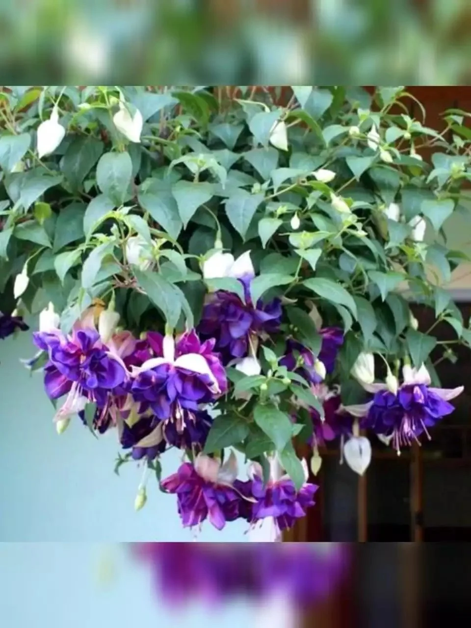 Фуксія ампельна махрова Heri Mochara Fuchsia Гері Мохара (молода рослина в горщику р10, висота 20-25 см) - Зображення 3