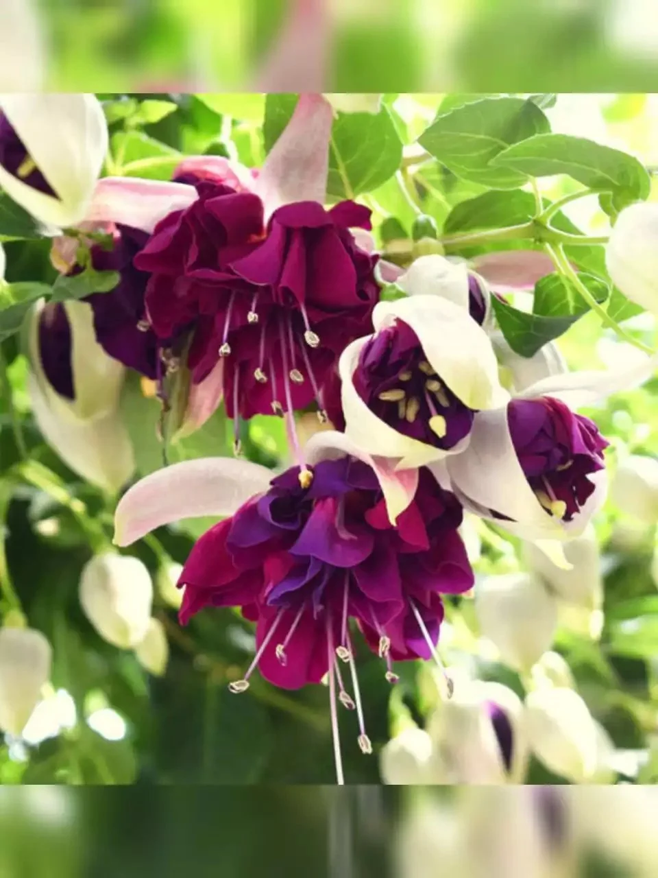 Фуксія ампельна махрова Heri Mochara Fuchsia Гері Мохара (молода рослина в горщику р10, висота 20-25 см) - Зображення 4