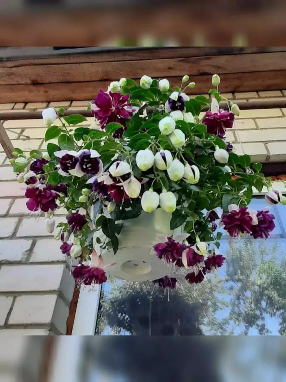 Фуксія ампельна махрова Heri Mochara Fuchsia Гері Мохара (молода рослина в горщику р10, висота 20-25 см) - Зображення 6