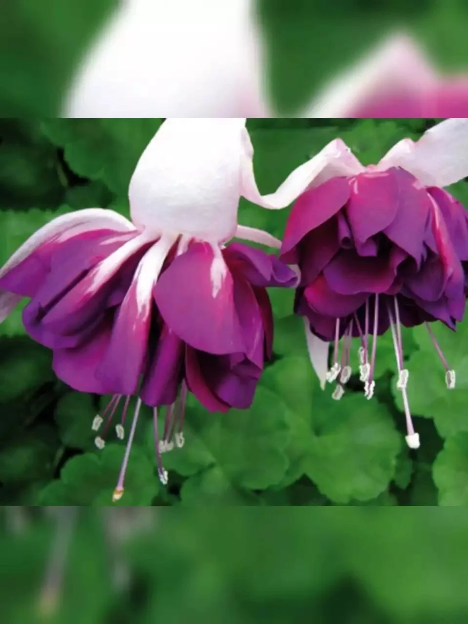 Фуксія ампельна махрова Heri Mochara Fuchsia Гері Мохара (молода рослина в горщику р10, висота 20-25 см) - Зображення 5