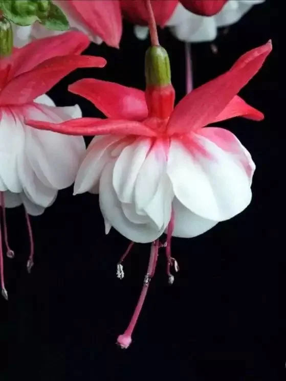 Фуксія ампельна махрова Sir Matt Busby Fuchsia Сір Мет Басбі (молода рослина в горщику р7, висота 15-20 см) - Зображення 4