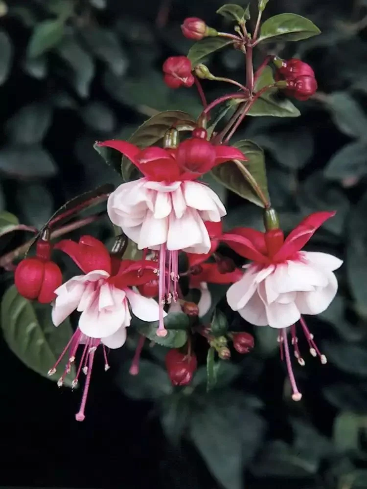 Фуксія ампельна махрова Sir Matt Busby Fuchsia Сір Мет Басбі (молода рослина в горщику р7, висота 15-20 см) - Зображення 3