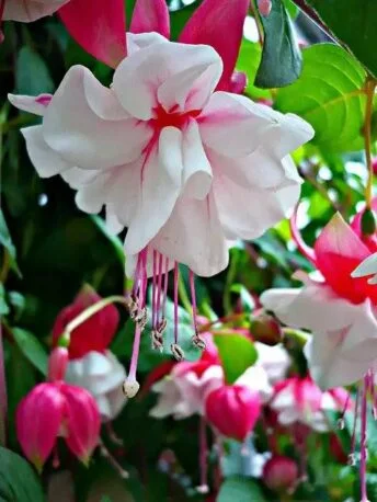 Фуксія ампельна махрова Sir Matt Busby Fuchsia Сір Мет Басбі (молода рослина в горщику р7, висота 15-20 см)