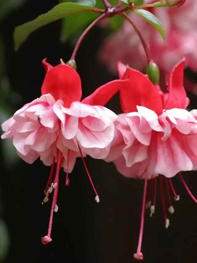 Фуксія ампельна махрова Sir Matt Busby Fuchsia Сір Мет Басбі (молода рослина в горщику р7, висота 15-20 см) - Зображення 5