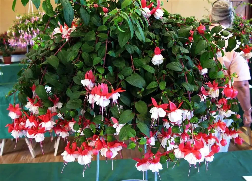 Фуксія ампельна махрова Sir Matt Busby Fuchsia Сір Мет Басбі (молода рослина в горщику р7, висота 15-20 см) - Зображення 8