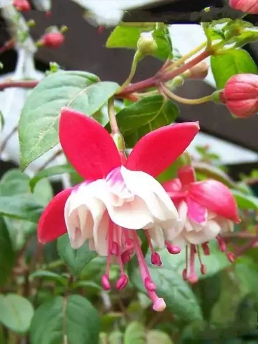 Фуксія ампельна махрова Sir Matt Busby Fuchsia Сір Мет Басбі (молода рослина в горщику р7, висота 15-20 см) - Зображення 6