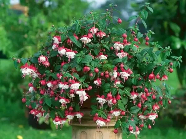 Фуксія ампельна махрова Sir Matt Busby Fuchsia Сір Мет Басбі (молода рослина в горщику р7, висота 15-20 см) - Зображення 7