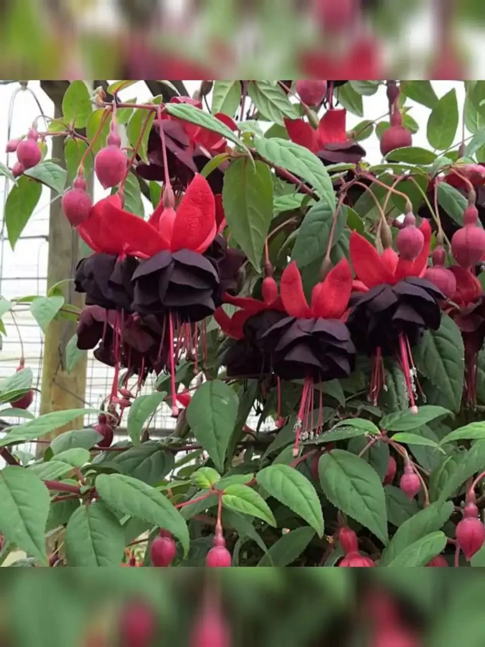 Фуксія ампельна New Millenium Fuchsia Нью Міленіум (молода рослина в горщику р7, висота 15-20 см) - Зображення 3