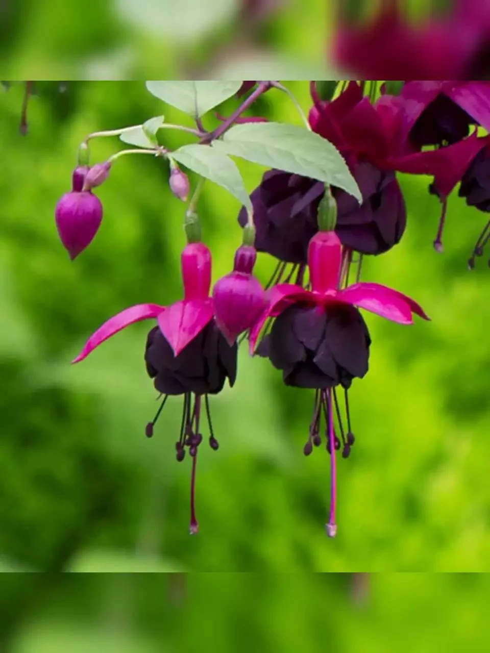 Фуксія ампельна New Millenium Fuchsia Нью Міленіум (молода рослина в горщику р7, висота 15-20 см) - Зображення 7