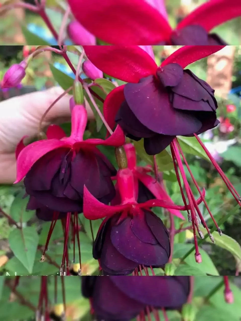 Фуксія ампельна New Millenium Fuchsia Нью Міленіум (молода рослина в горщику р7, висота 15-20 см)