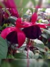 Фуксія ампельна New Millenium Fuchsia Нью Міленіум (молода рослина в ...