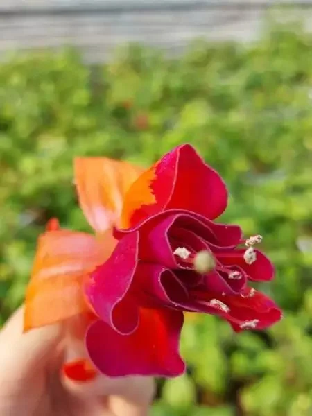 Фуксія ампельна Bicentennial Fuchsia Бісентеніал (молода рослина в горщику р7, висота 15-20 см) - Зображення 5