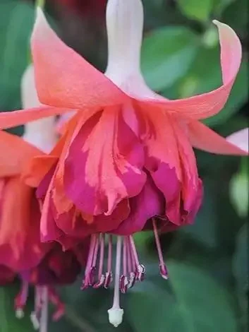 Фуксія ампельна Bicentennial Fuchsia Бісентеніал (молода рослина в горщику р7, висота 15-20 см) - Зображення 9