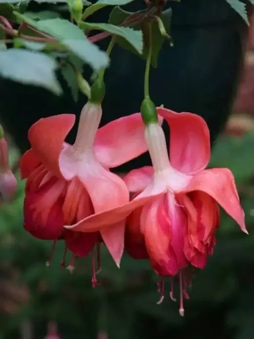 Фуксія ампельна Bicentennial Fuchsia Бісентеніал (молода рослина в горщику р7, висота 15-20 см) - Зображення 11