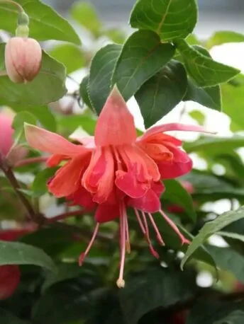 Фуксія ампельна Bicentennial Fuchsia Бісентеніал (молода рослина в горщику р7, висота 15-20 см)