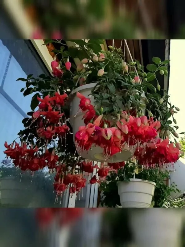 Фуксія ампельна Bicentennial Fuchsia Бісентеніал (молода рослина в горщику р7, висота 15-20 см) - Зображення 4