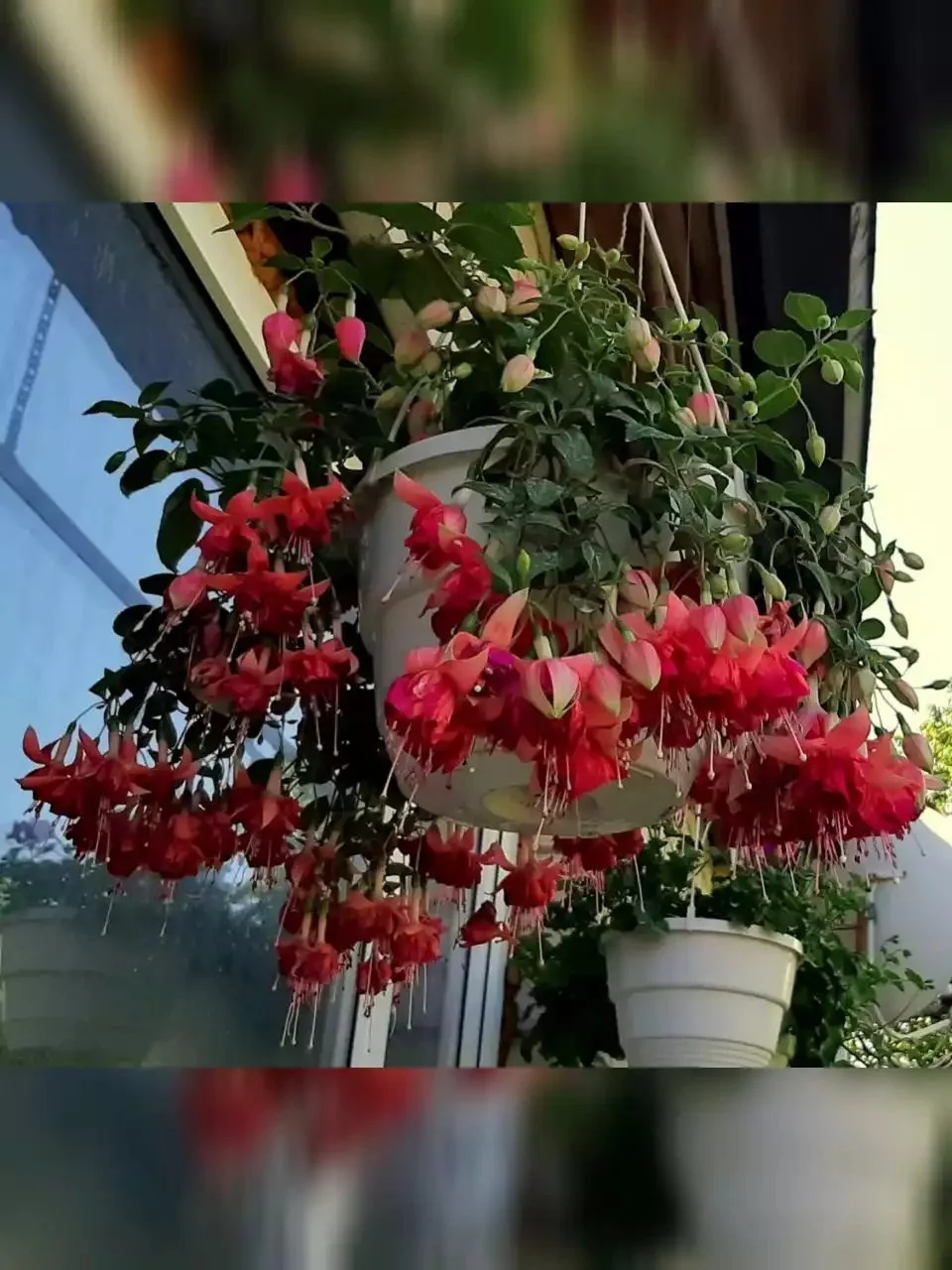Фуксія ампельна Bicentennial Fuchsia Бісентеніал (рослина в горщику р10, висота 25-30 см) - Зображення 5