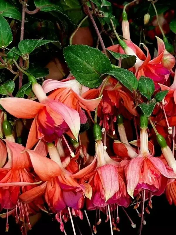 Фуксія ампельна Bicentennial Fuchsia Бісентеніал (молода рослина в горщику р7, висота 15-20 см) - Зображення 2