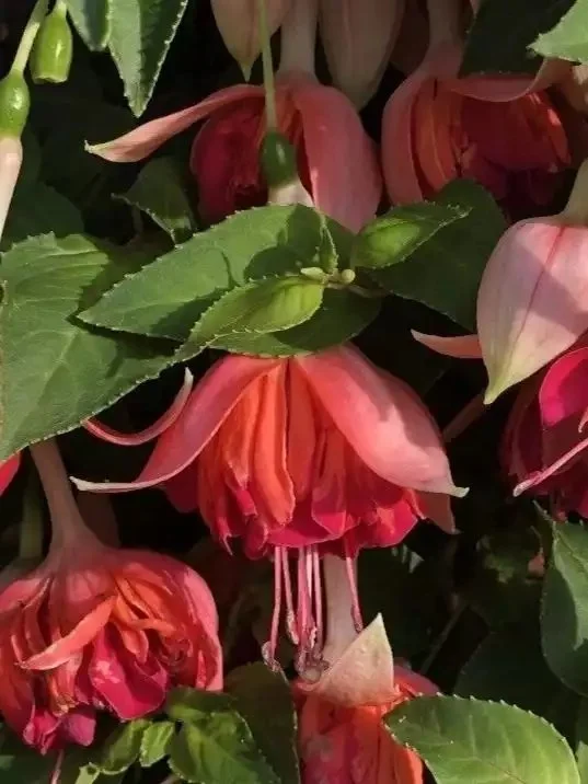 Фуксія ампельна Bicentennial Fuchsia Бісентеніал (молода рослина в горщику р7, висота 15-20 см) - Зображення 10