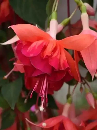 Фуксія ампельна Bicentennial Fuchsia Бісентеніал (молода рослина в горщику р7, висота 15-20 см) - Зображення 7