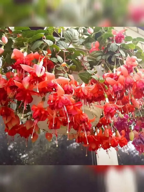Фуксія ампельна Bicentennial Fuchsia Бісентеніал (молода рослина в горщику р7, висота 15-20 см) - Зображення 3