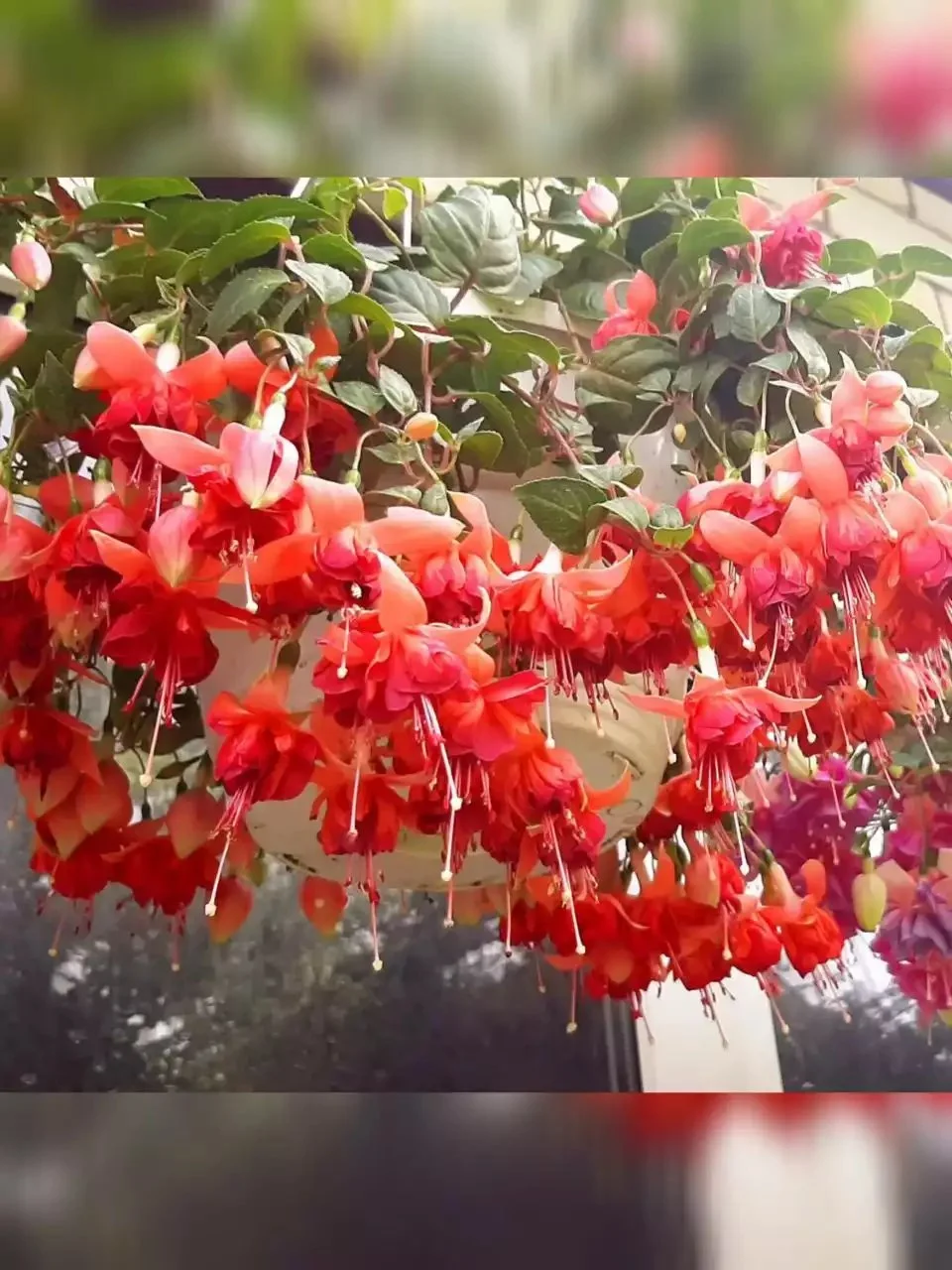 Фуксія ампельна Bicentennial Fuchsia Бісентеніал (рослина в горщику р10, висота 25-30 см) - Зображення 4