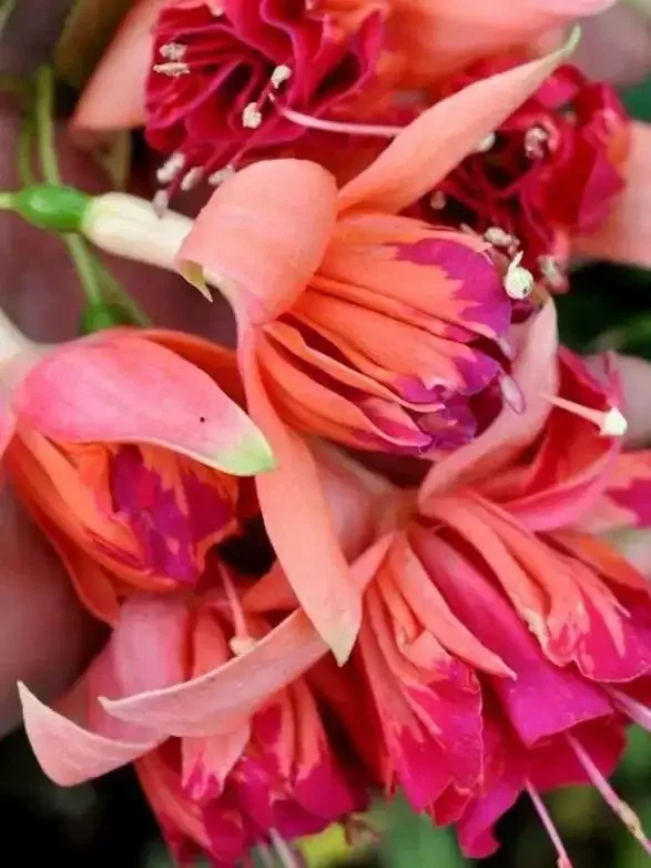 Фуксія ампельна Bicentennial Fuchsia Бісентеніал (молода рослина в горщику р7, висота 15-20 см) - Зображення 8
