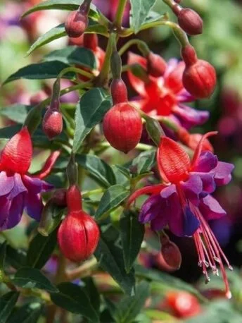 Фуксія Наомі кущова Fuchsia Naomi серія Shadow Dancer (молода рослина в горщику р7, висота 15-20 см)