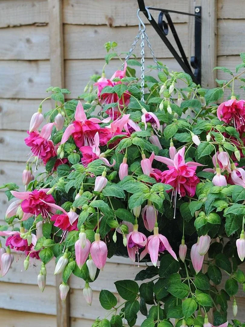 Фуксія ампельна Bella Rosella Fuchsia Белла Росела серія California Dreamers (молода рослина в горщику р7, висота 15-20 см) - Зображення 3