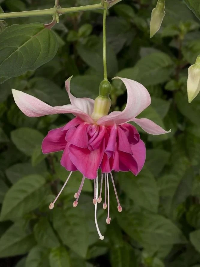 Фуксія ампельна Bella Rosella Fuchsia Белла Росела серія California Dreamers (молода рослина в горщику р7, висота 15-20 см) - Зображення 4