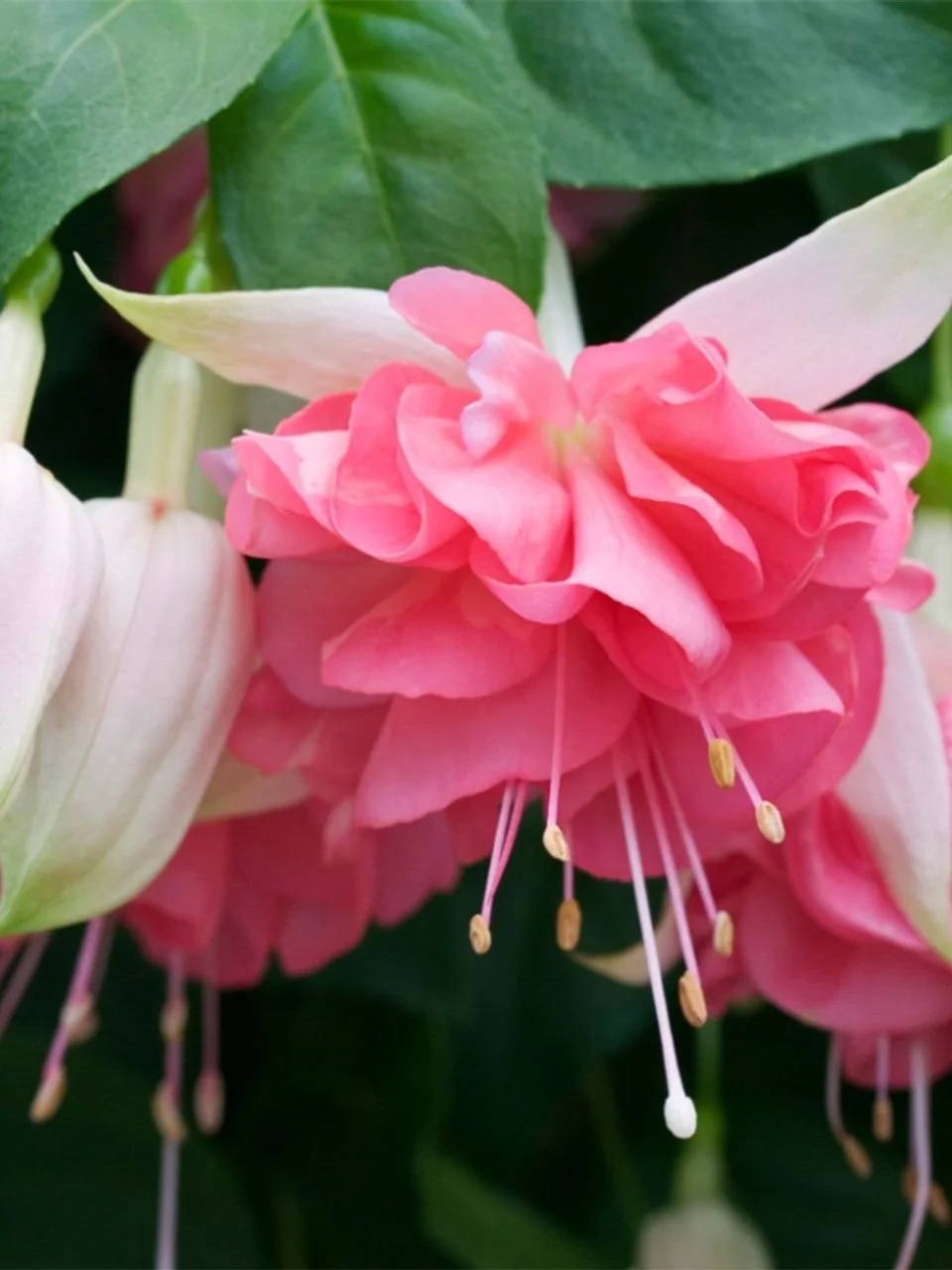 Фуксія ампельна Bella Rosella Fuchsia Белла Росела серія California Dreamers (молода рослина в горщику р7, висота 15-20 см) - Зображення 6