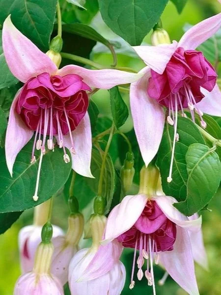 Фуксія ампельна Bella Rosella Fuchsia Белла Росела серія California Dreamers (молода рослина в горщику р7, висота 15-20 см) - Зображення 2