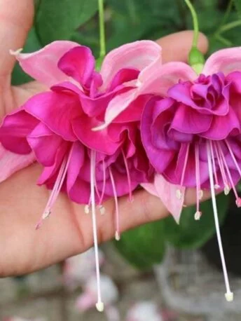 Фуксія ампельна Bella Rosella Fuchsia Белла Росела серія California Dreamers (молода рослина в горщику р7, висота 15-20 см)