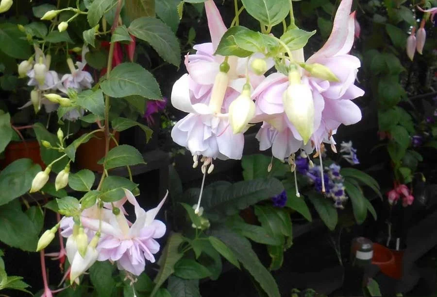 Фуксія ампельна Холлі Б'юті Fuchsia Holly's Beauty (молода рослина в горщику р7, висота 15-20 см) - Зображення 7